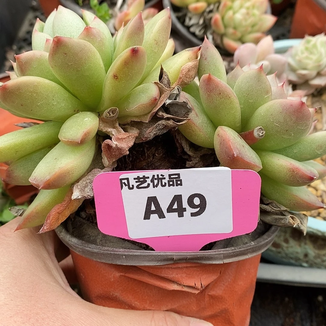 一物一拍A49满9.9包邮