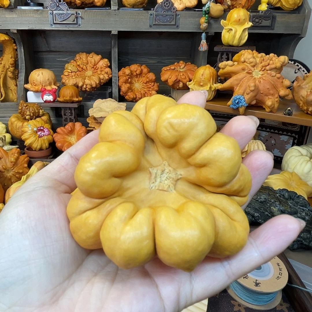 葫芦褶皱大肠花，开播福利