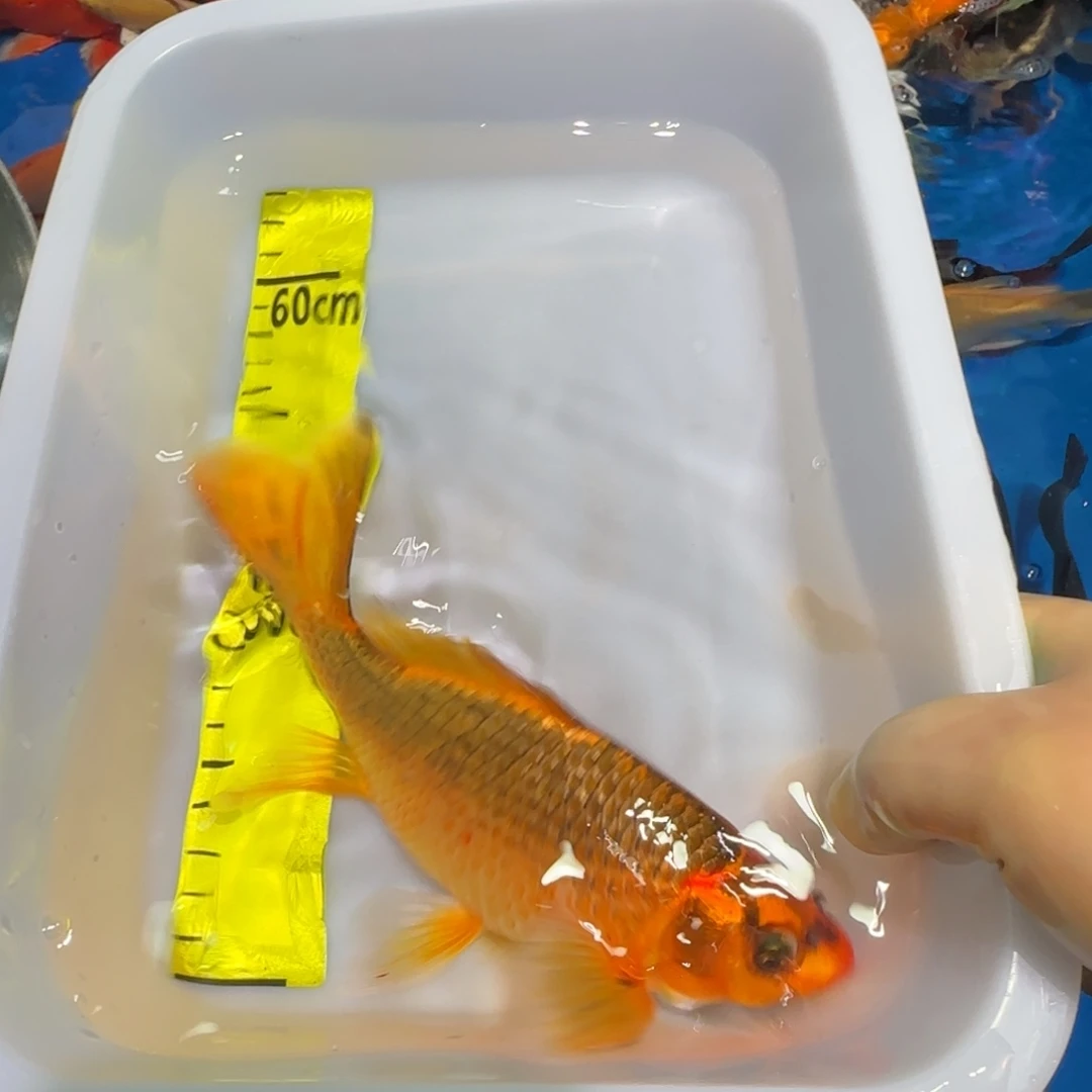 中国大陆蝴蝶鲤红猫一条