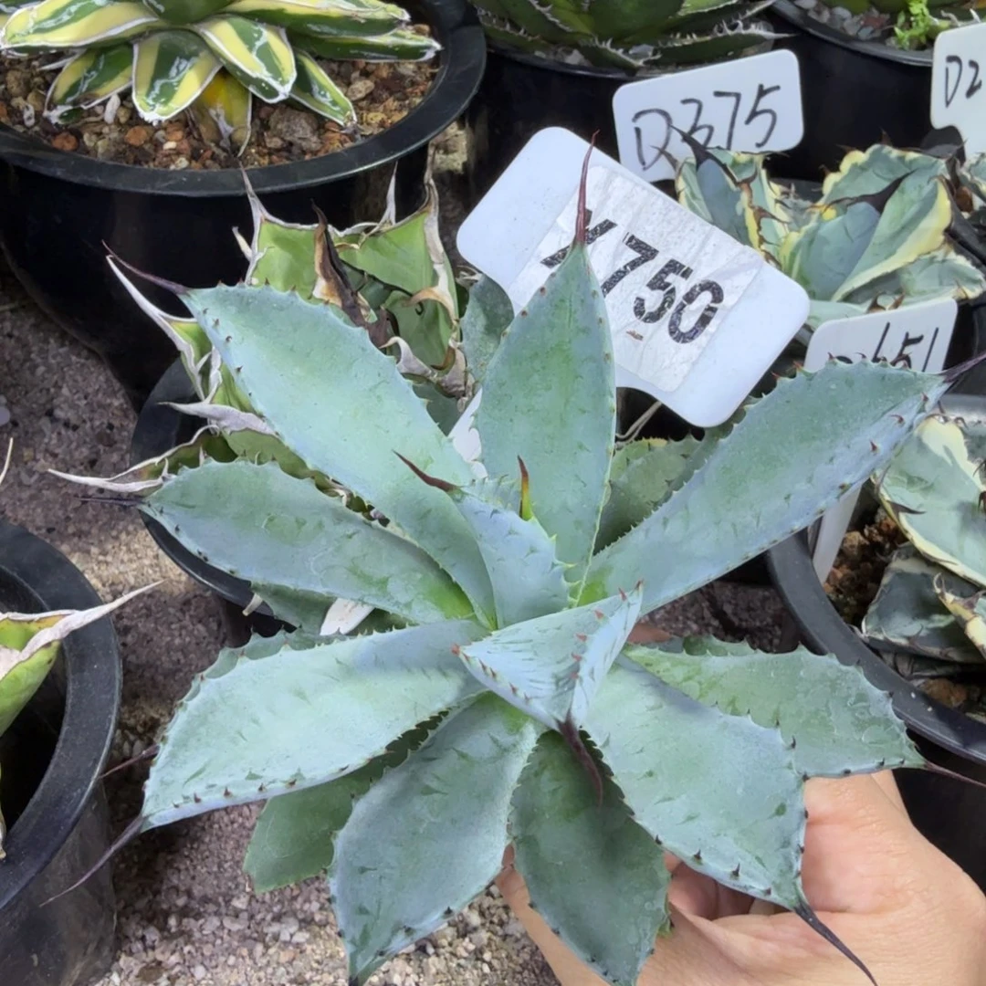 花***迷福利强曲八雷一颗脱土发