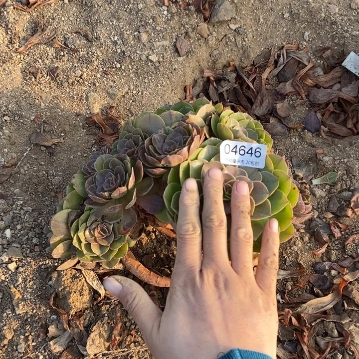 04646花月夜多肉植物