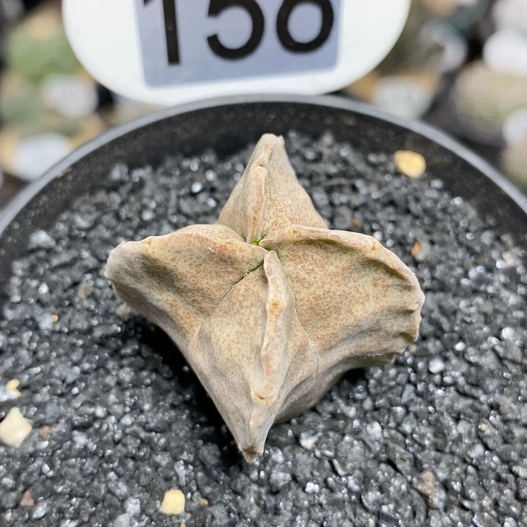 156号实生卡萨白沙龙块根植物3.7cm