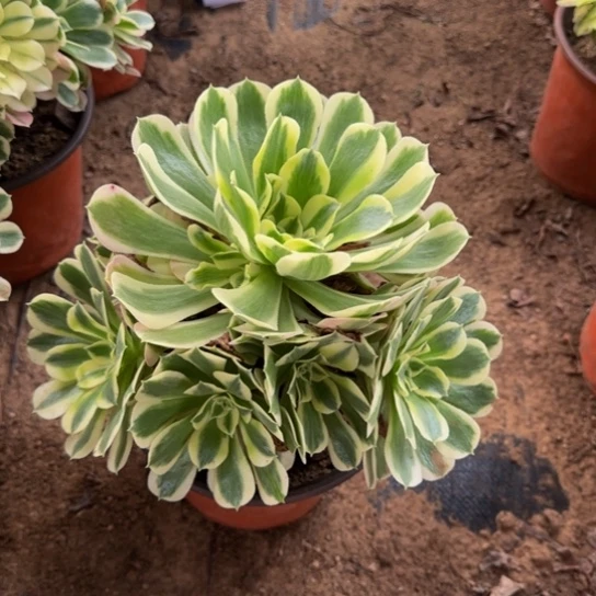 白凤法师9.9多肉植物