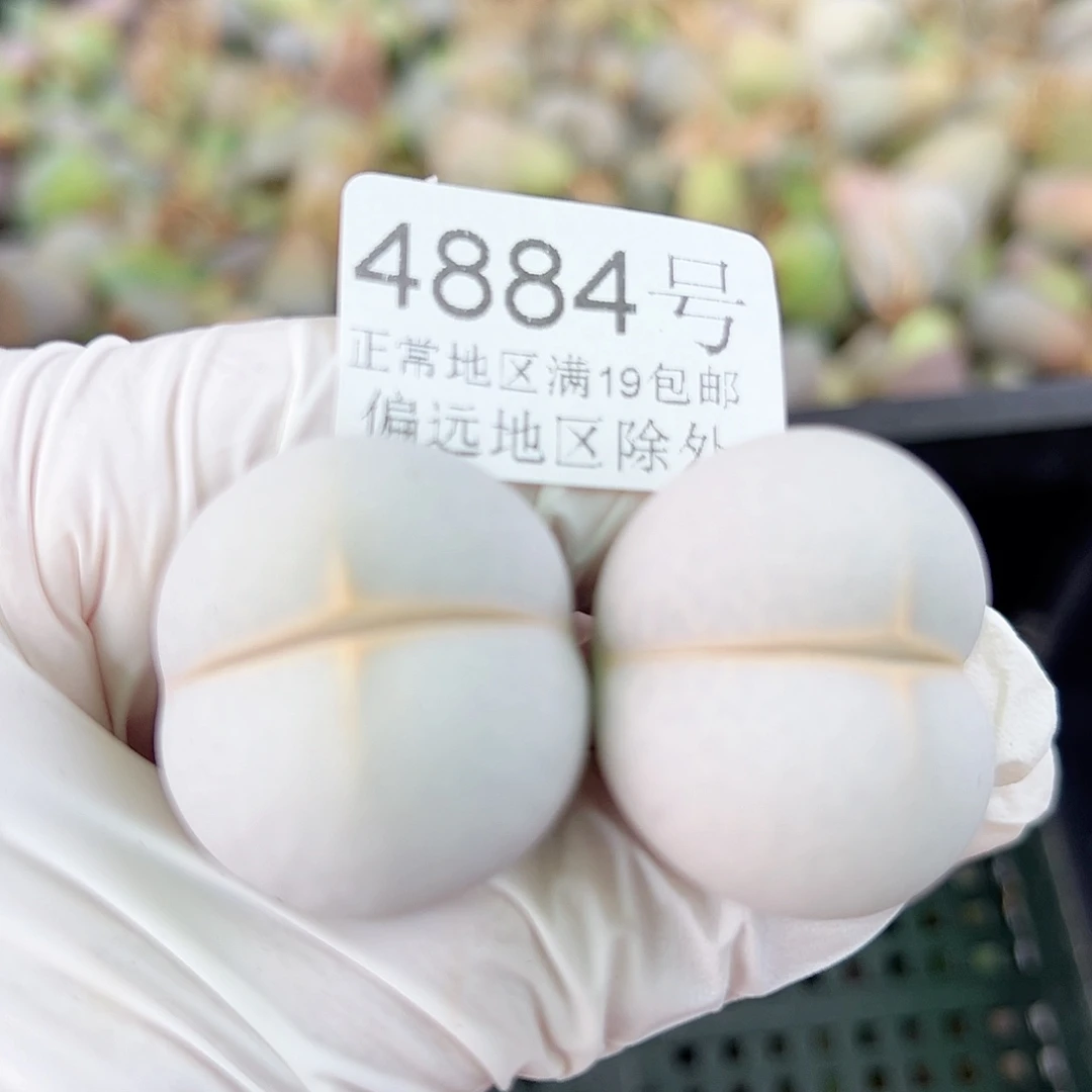 4884四年高尔夫两个2.8cm左右