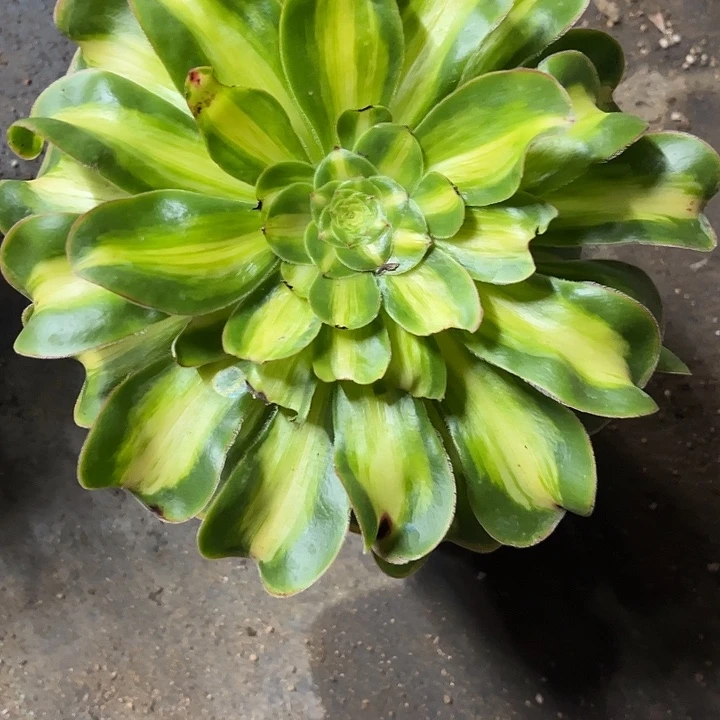 方***萍多肉植物暴君锦…………