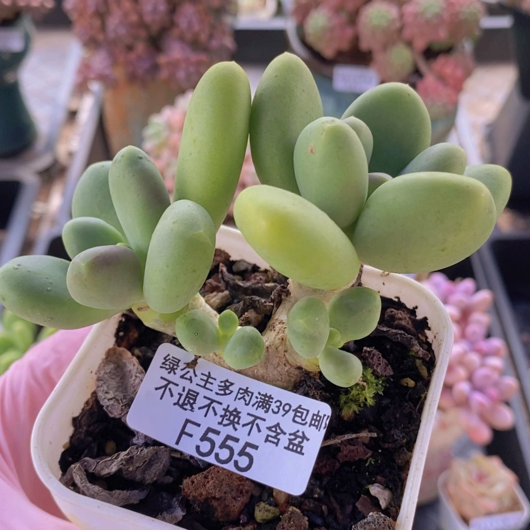 芒果奶9cm555多肉植物