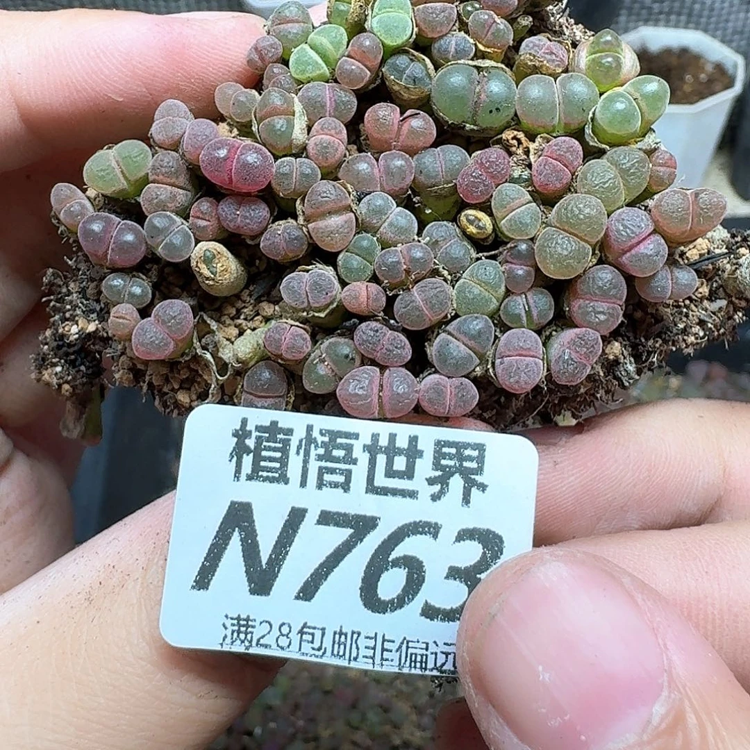 多肉植物的润泽发发