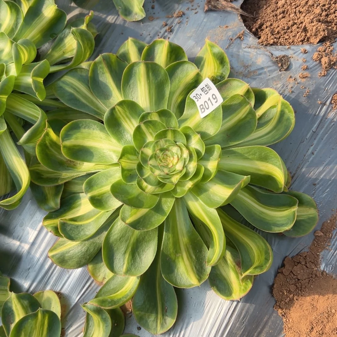 019 多肉断枝不包