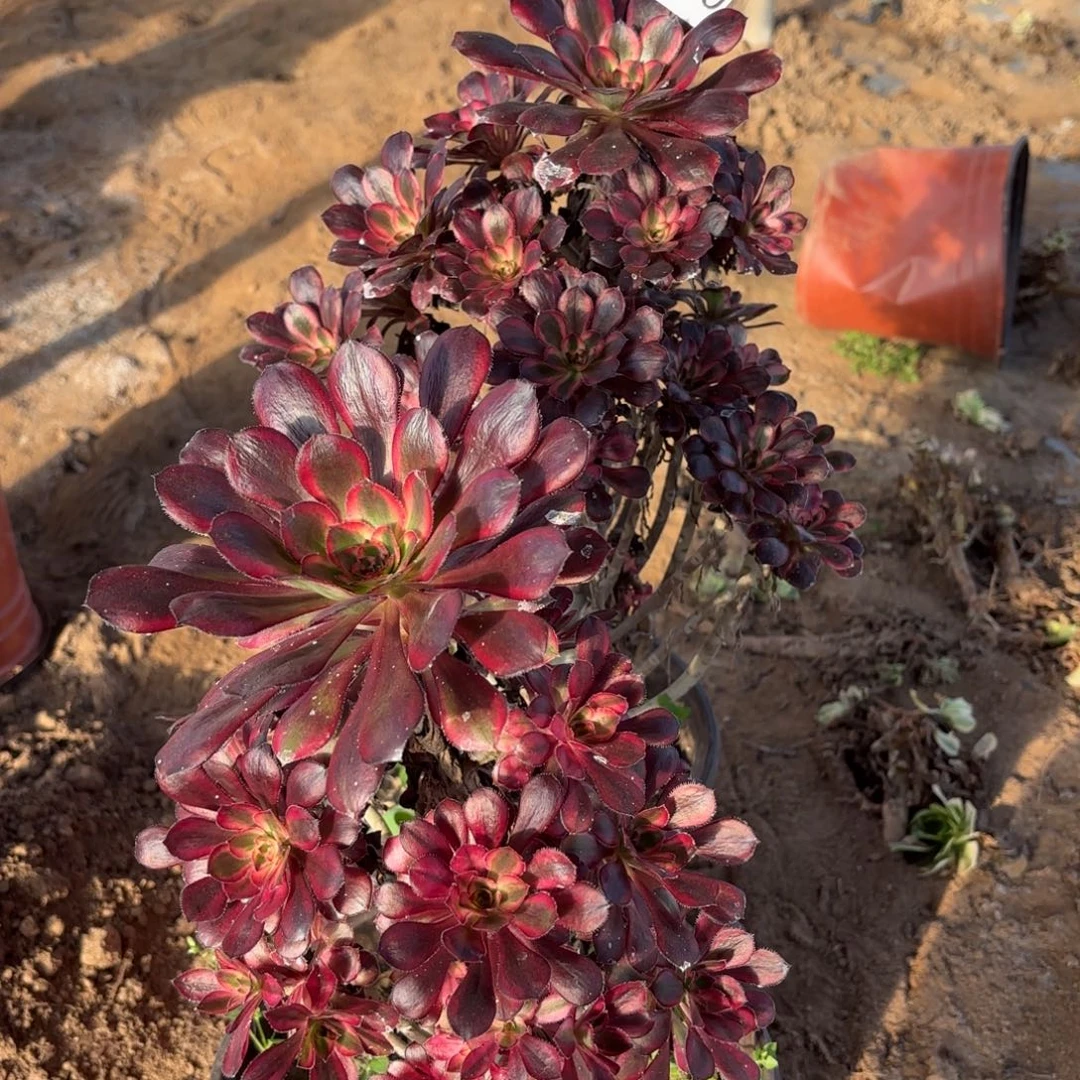 顺***金香奈儿两颗一物一拍1520二号棚