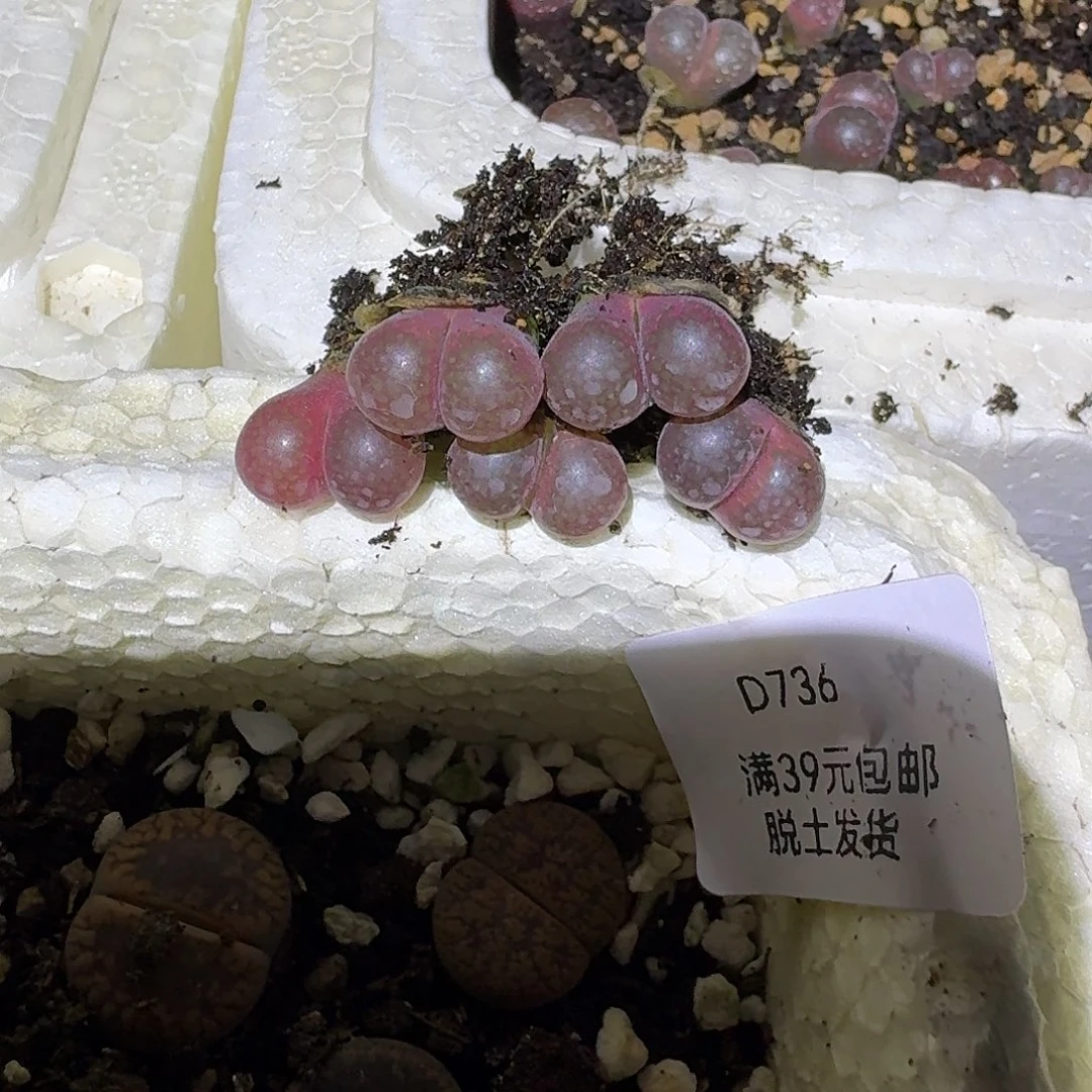 一***光736多肉哈哈哈哈哈哈哈