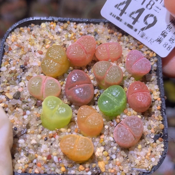 精品生石花218.449