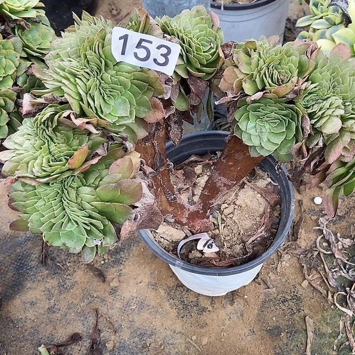 万缀153多肉不包断裸根