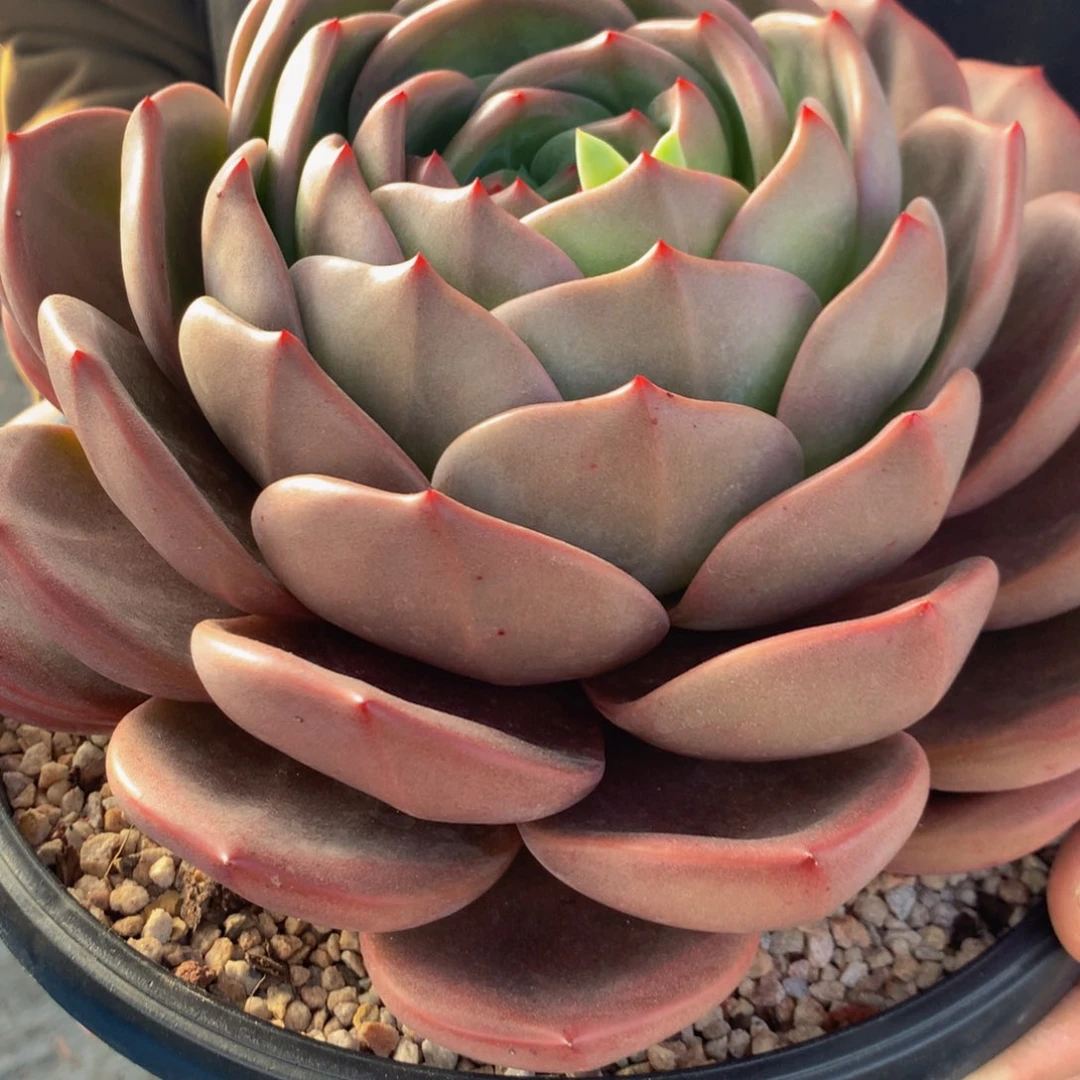 ?****?杂交111111111