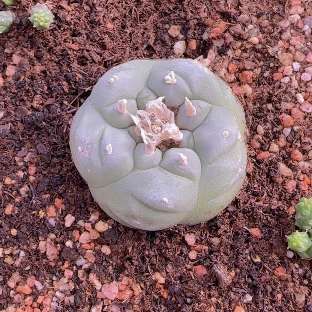 ?*块根植物块根植物块根