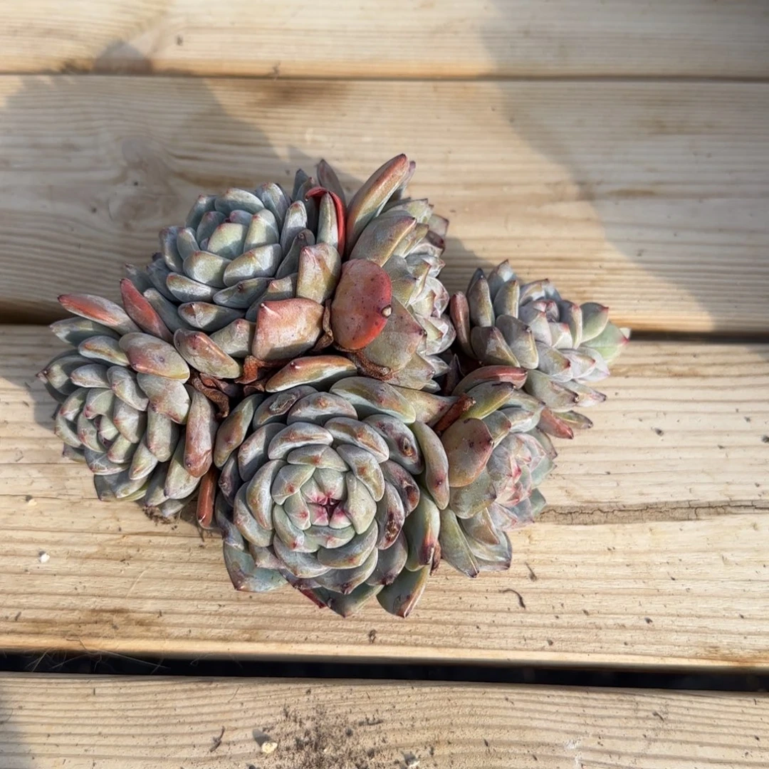 突尼斯发货多肉星影有砍