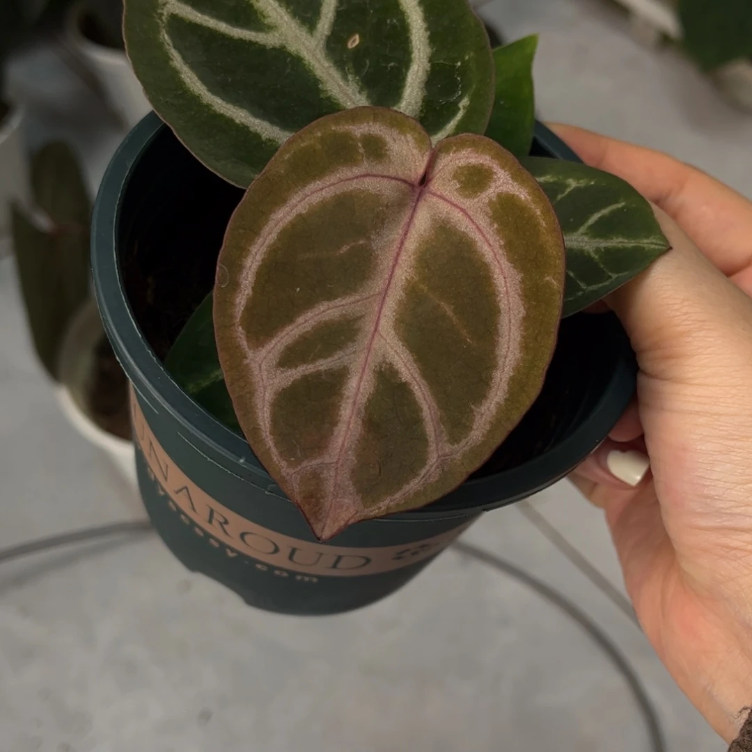 无花朵粉色面纱杂（9778