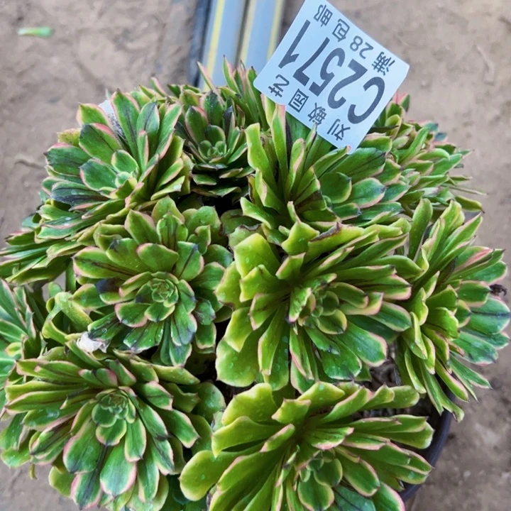 2571邪魅多肉植物法师