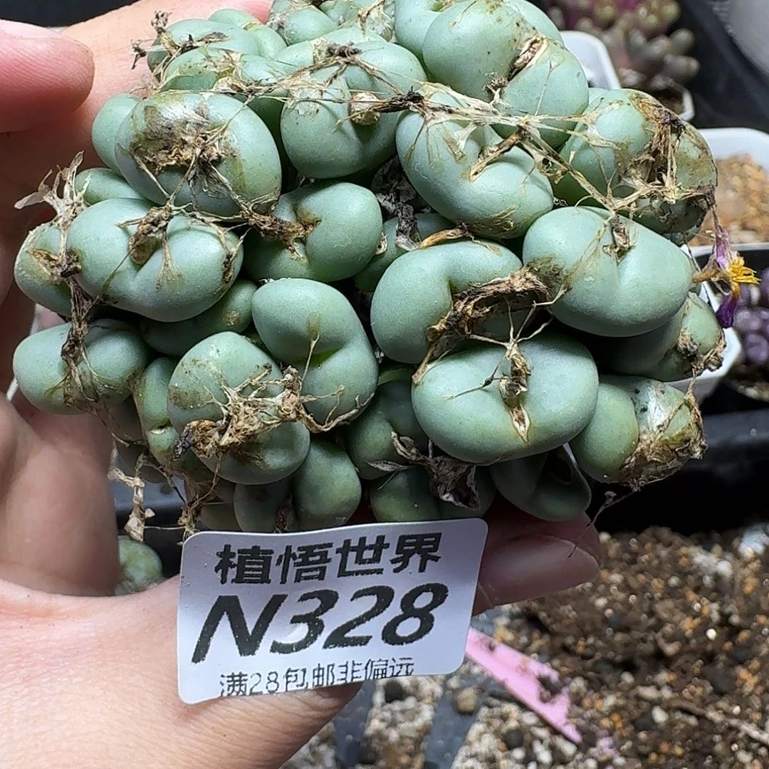 多肉植物的润泽和fgb