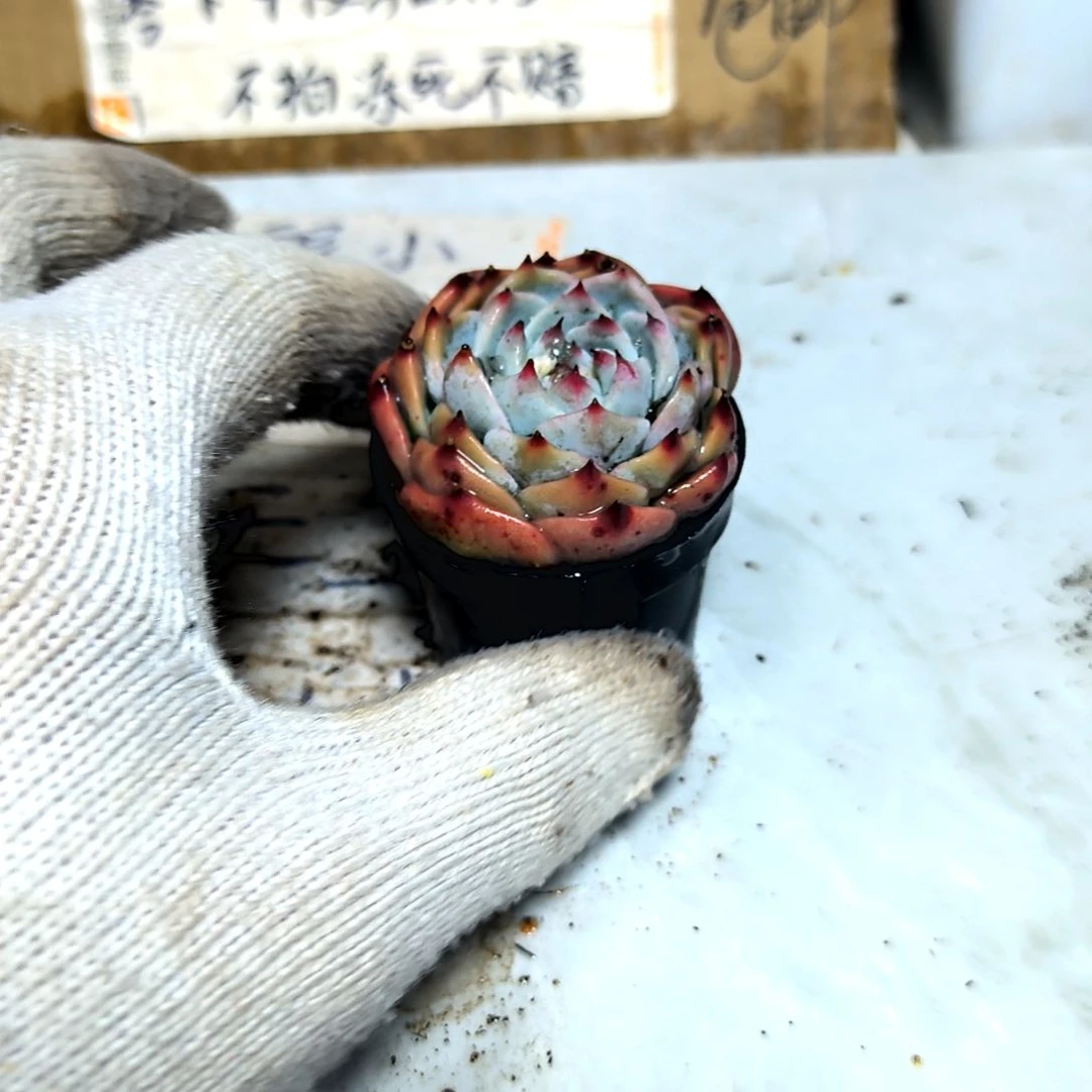 满9元包邮，水蜜桃吉娃娃俩颗