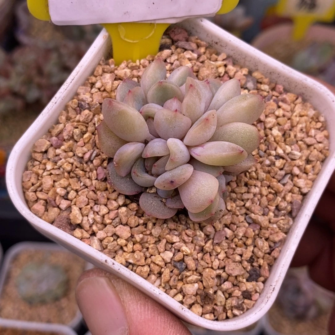 2155红恋朵朵6头多肉