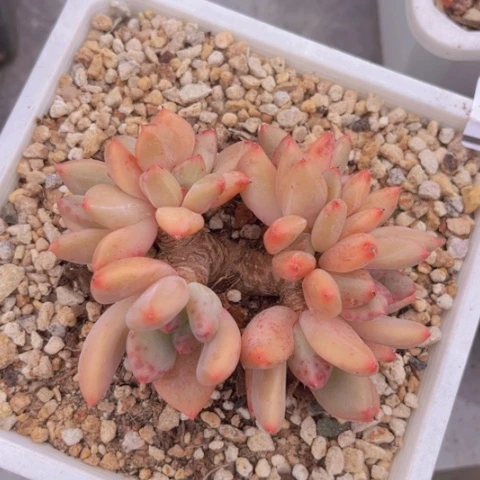 不知名美人2608多肉植物
