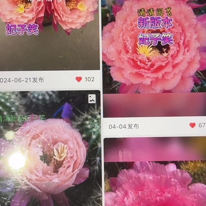 清清妃子笑根仙人球瑕疵