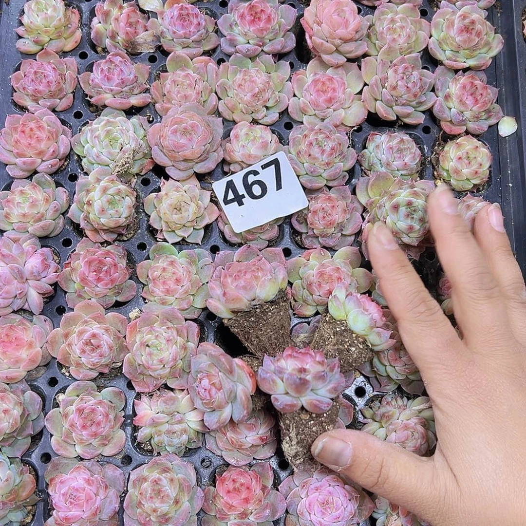 467老冰魄5个19包邮