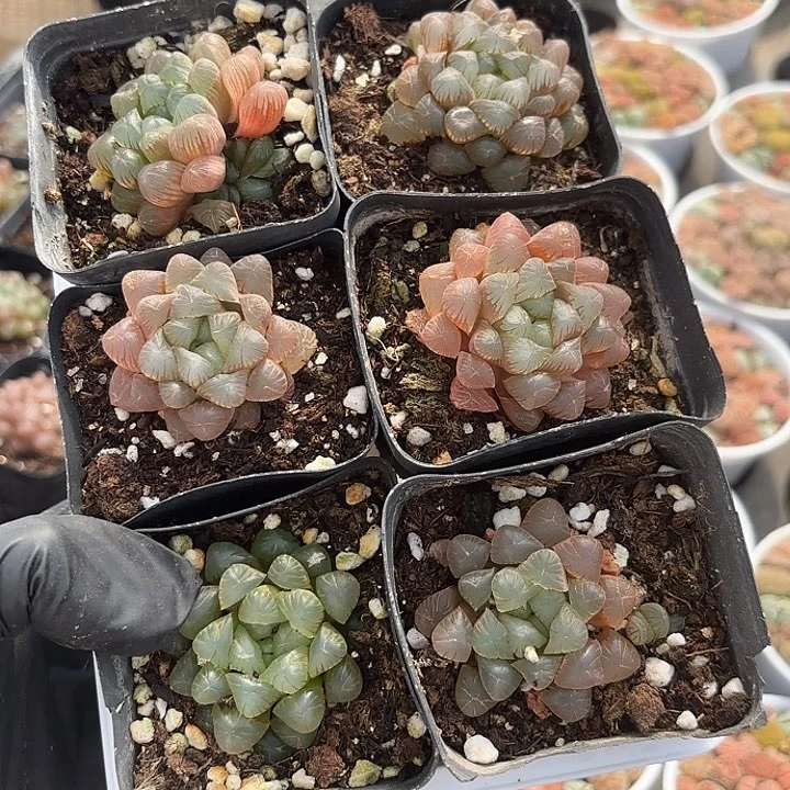 姬玉露随机6盆一组发货
