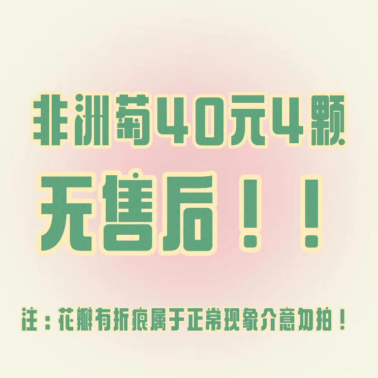 四季开花非洲菊大上新