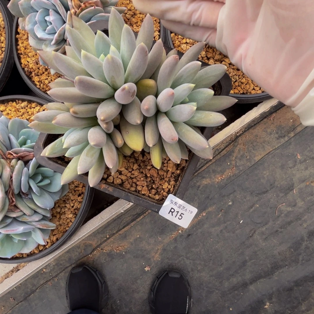 r15哥特萝莉群生呀