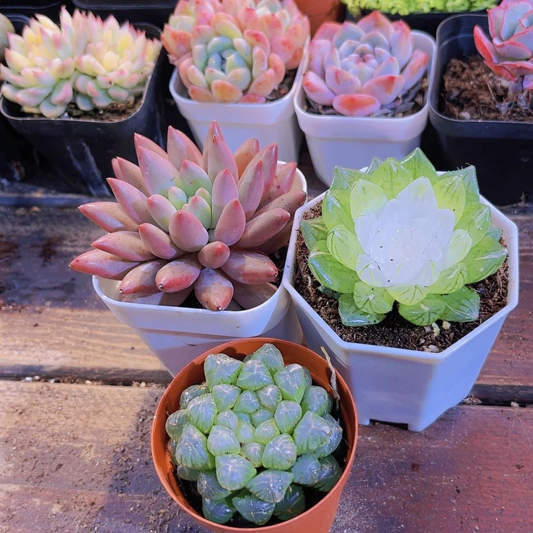 如图3盆111111111111