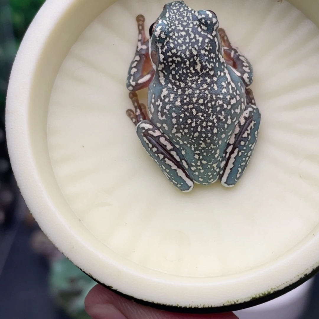 老爷树蛙5号海蓝色暴雪