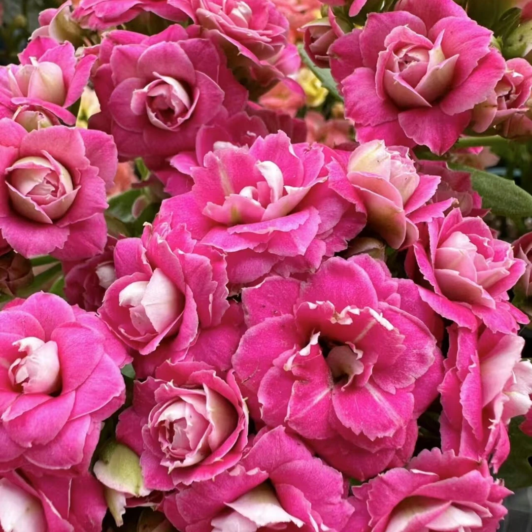 【康斯特】重瓣长寿花大花110盆