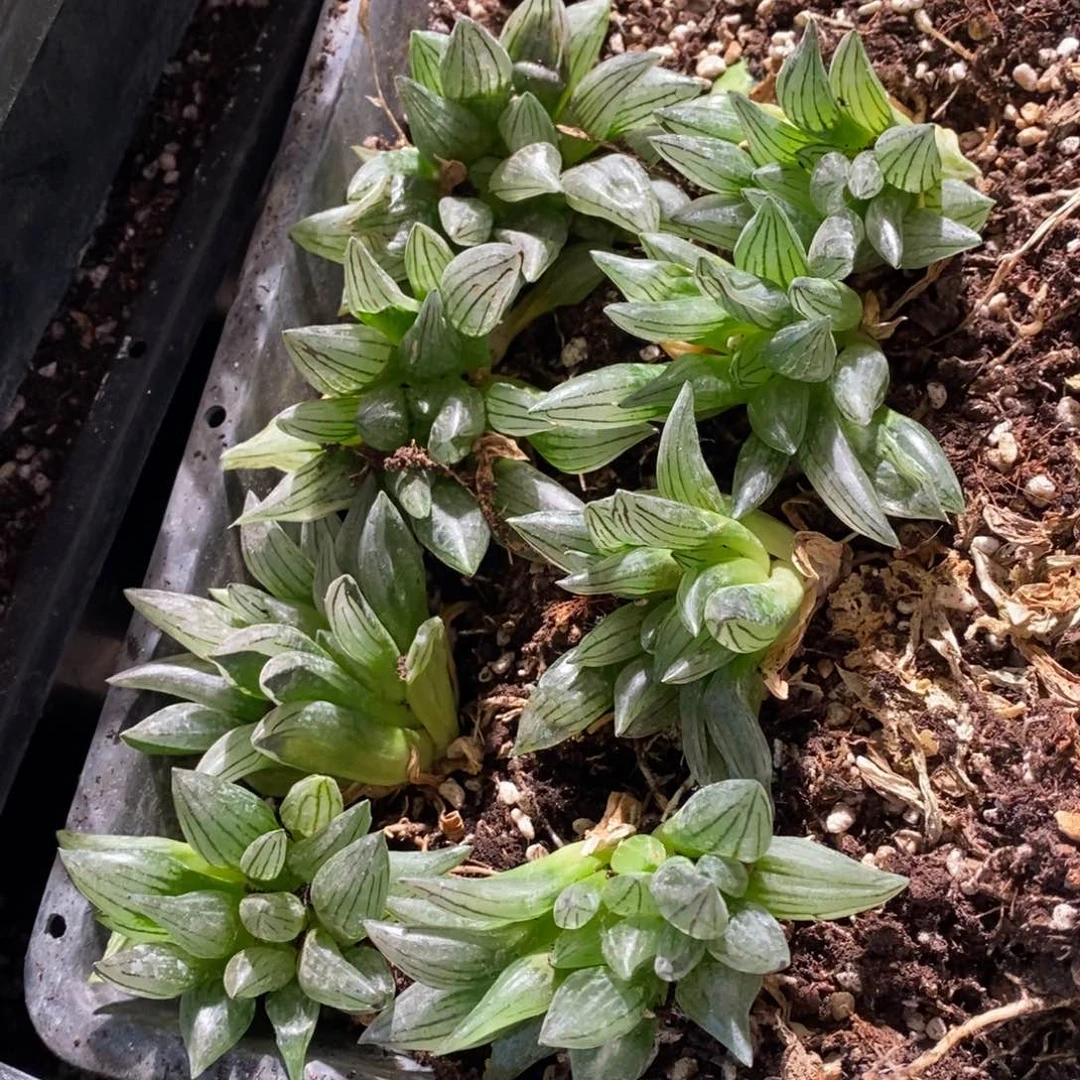 1422 一颗西瓜寿 超级618福利