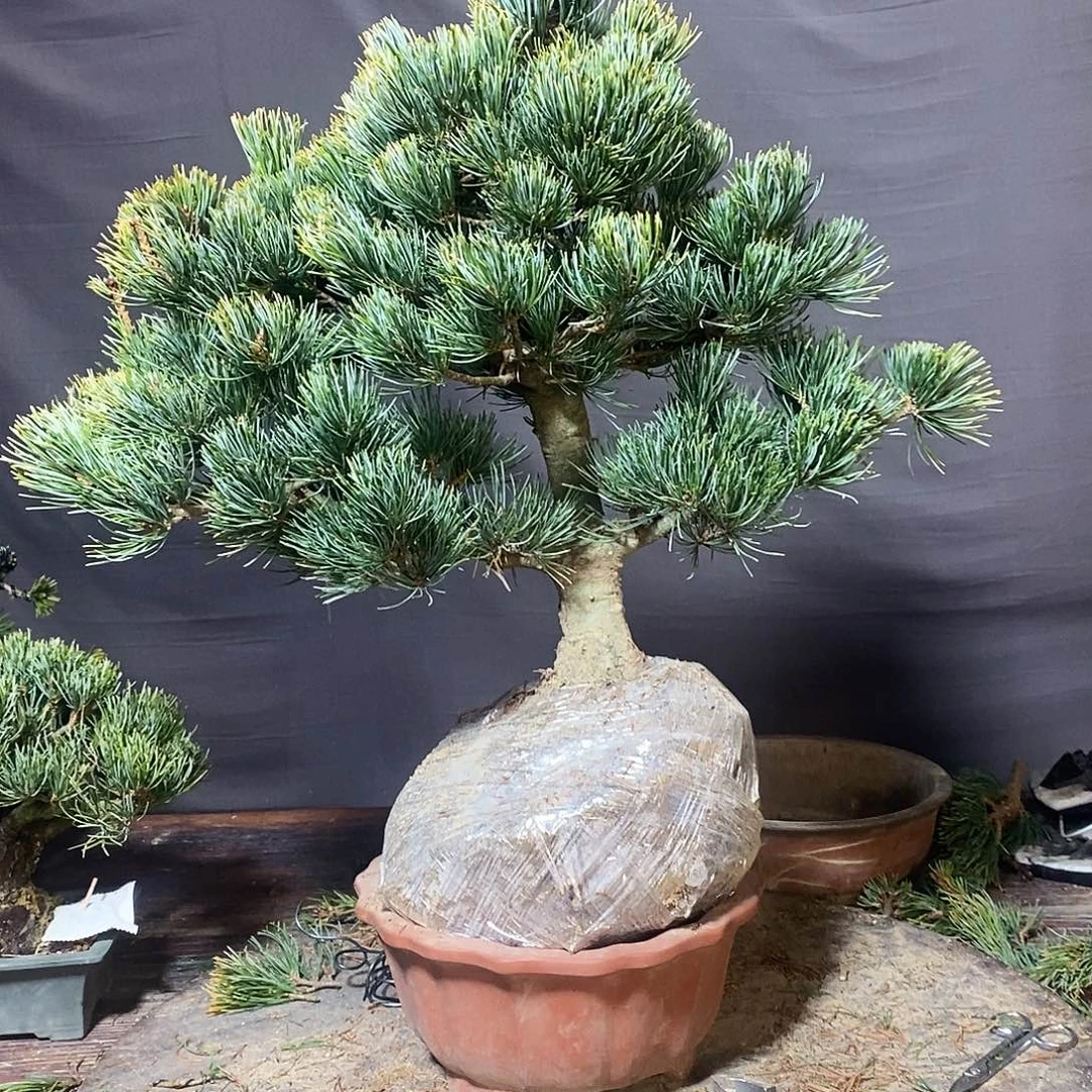 无花朵211111111111