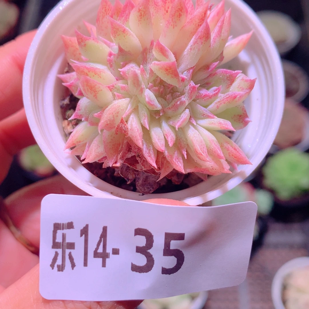 乐然14-35 新品缀化