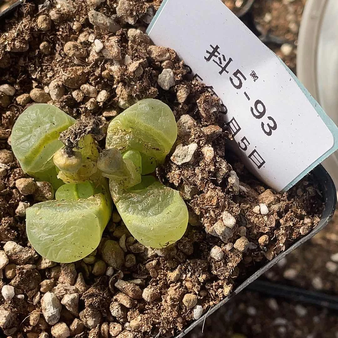 薄****5-93肉锥多肉植物