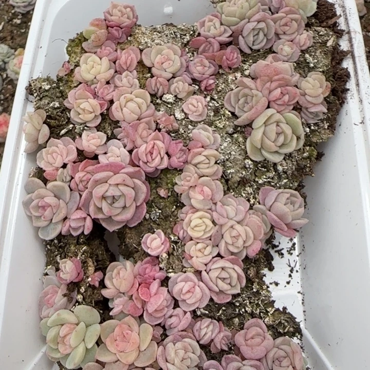 26号王者系列多肉一盒