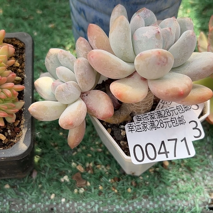 幸运的是我还没幸运