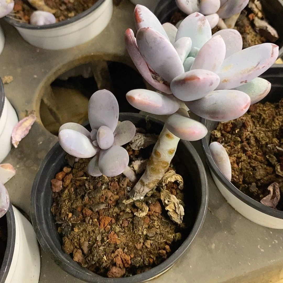 团，双头雪美人。福利多多