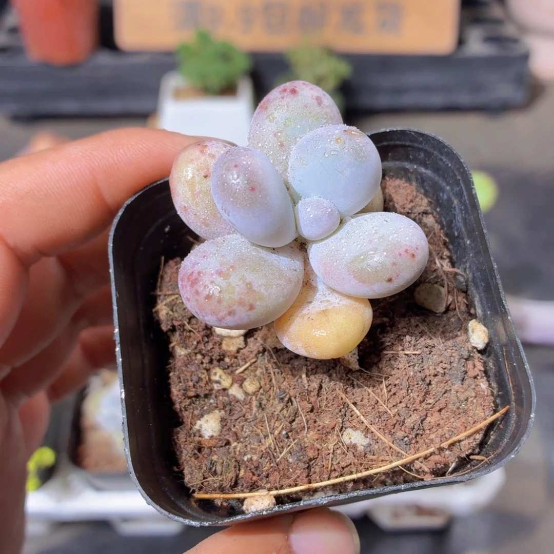 奶酪多肉9.9包邮发货