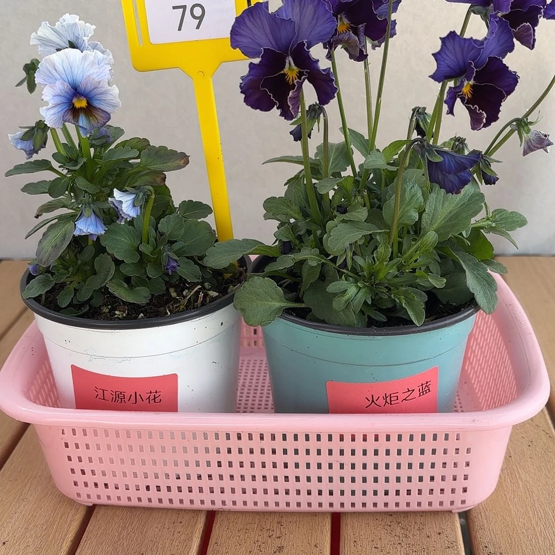 大部分开放少量花苞79