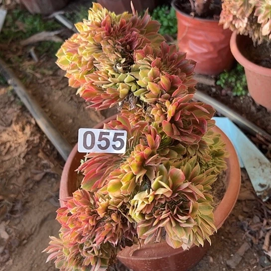 只***暖多肉植物一个斑斓055