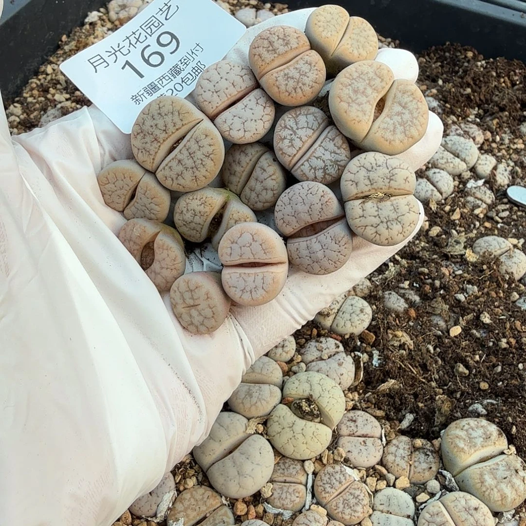 是因为她没有那么想过169