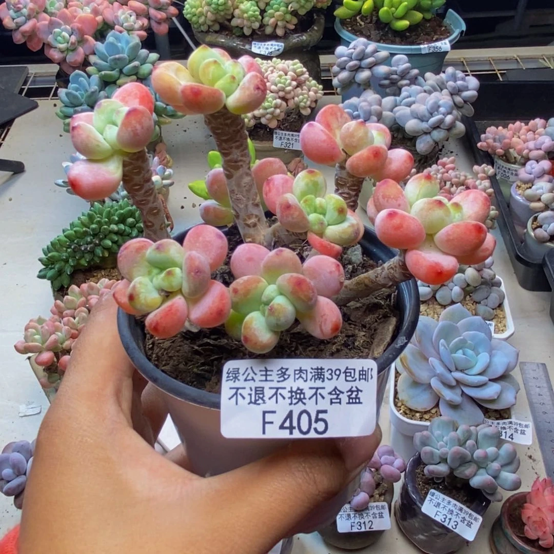 405樱花罗琦多肉7c m