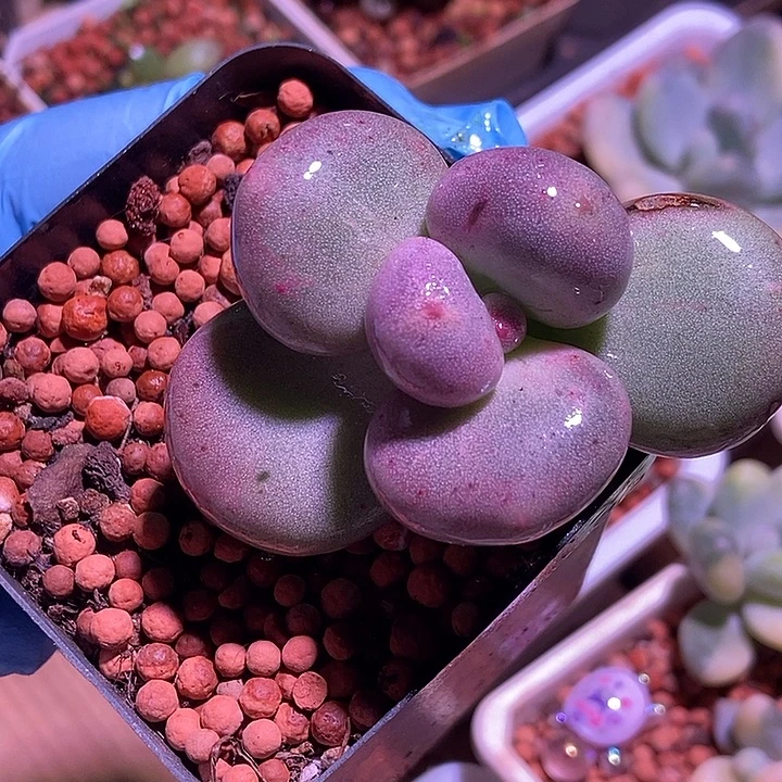 黄金鸡蛋大叶奶酪石化锦多肉