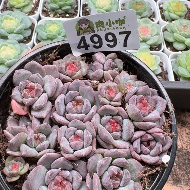 完全开放多肉植物多肉植物