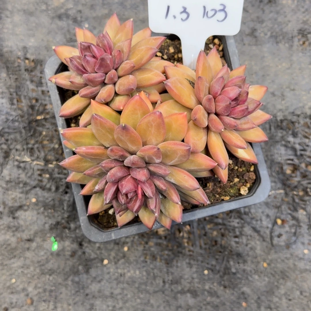 *****一物一拍迷雾泡泡103