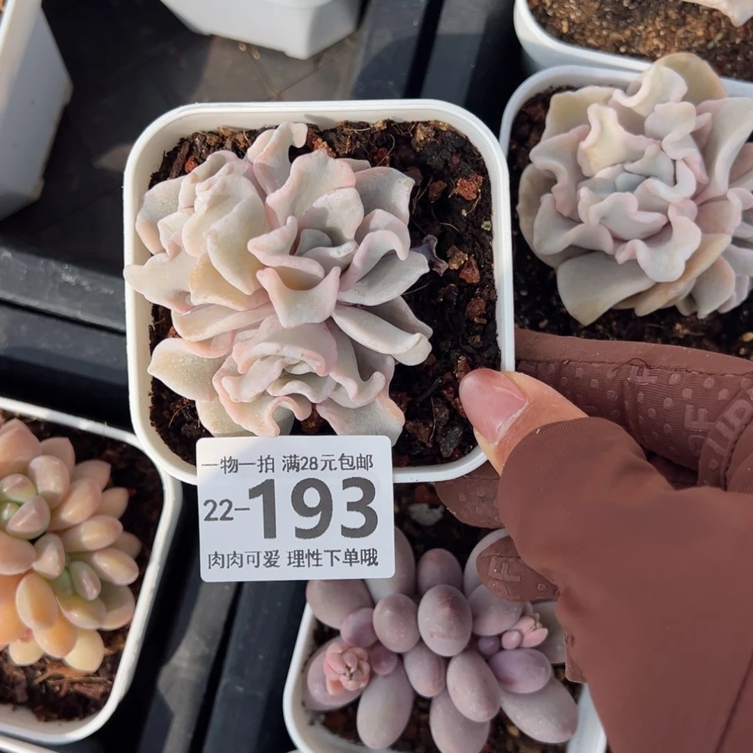 芭蕾舞者多肉多肉多肉多肉多肉