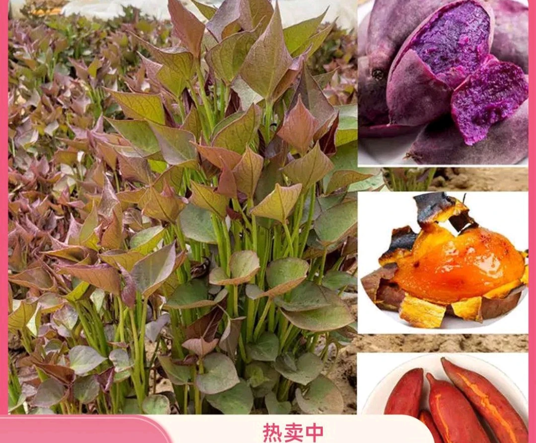 《紫薯》烟薯榴莲蜜薯红薯西瓜哈密蜜黄番红心秧种板栗高淀粉芽子